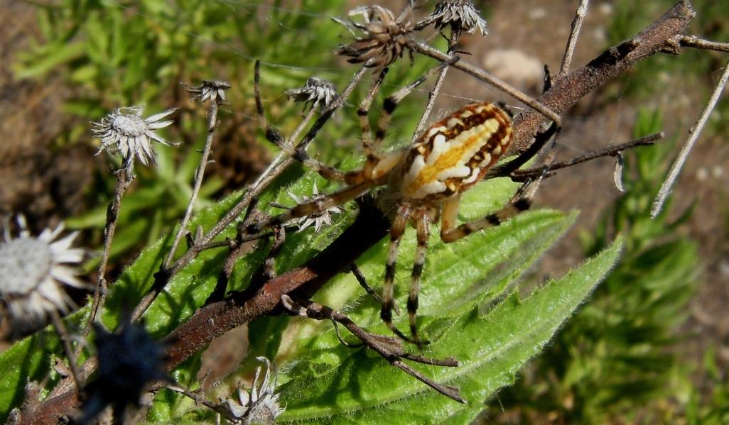 Neoscona adianta